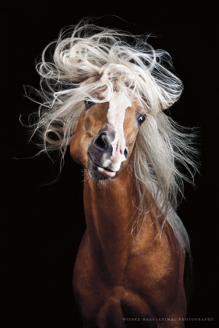 Capturing Elegance: The Beauty of Fine Art Equine Photography
