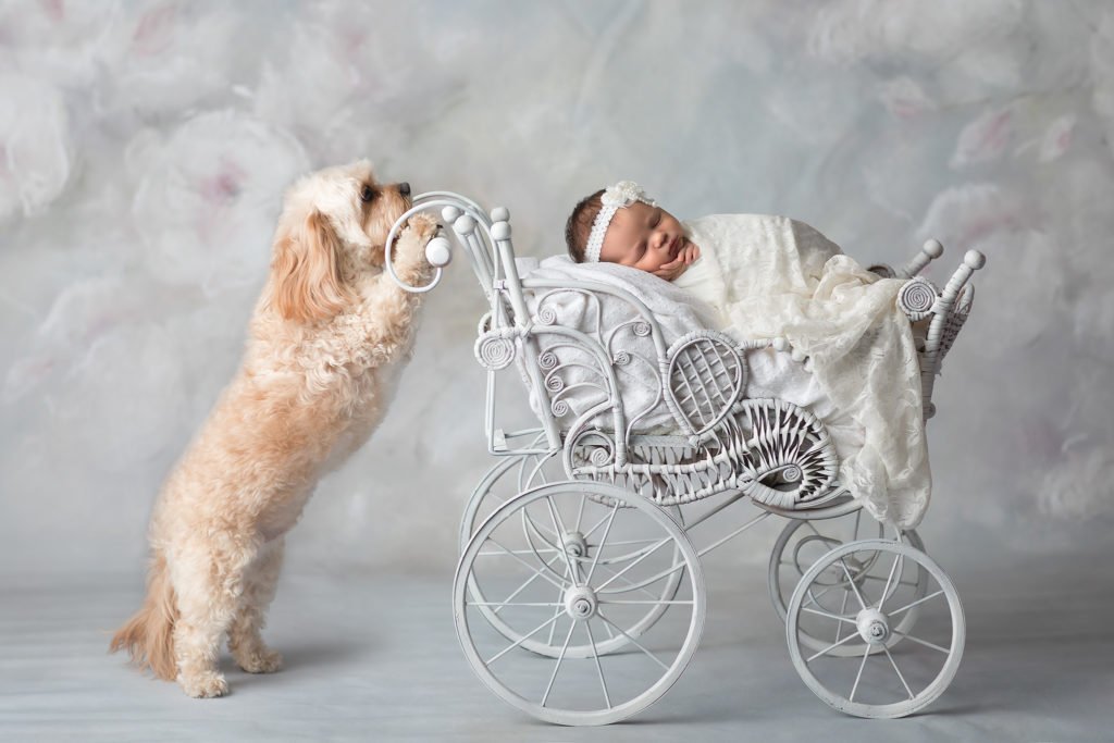 Capturing Precious Moments: The Art of Newborn Puppy Photography