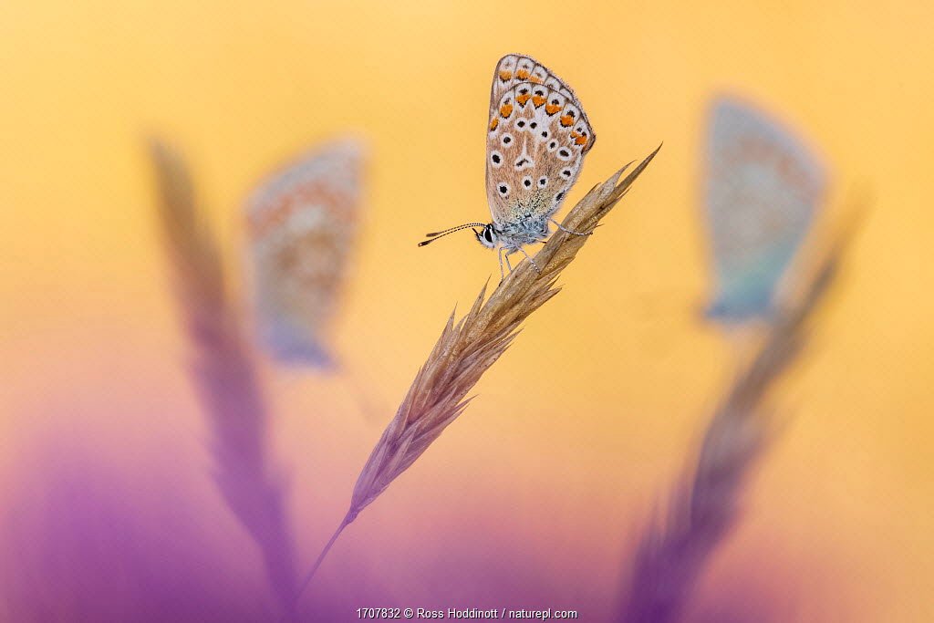 Capturing the Beauty: Butterfly Photo Album Inspiration