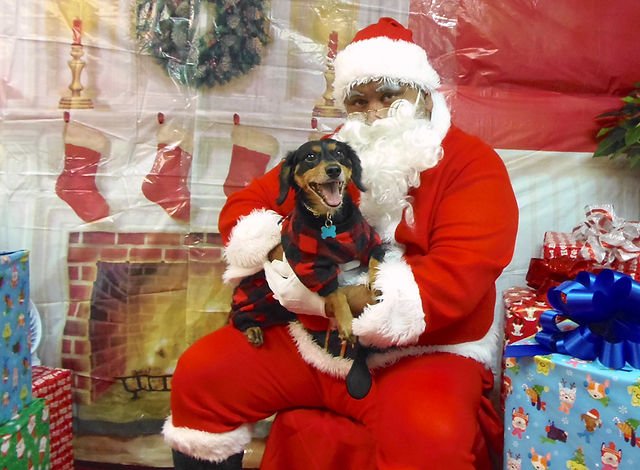 Capturing the Magic: Pet Christmas Ornaments Photo Gallery