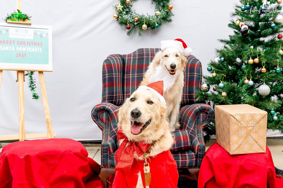 Dazzling Dog Christmas Photography: Capturing Festive Moments with Your Furry Friend