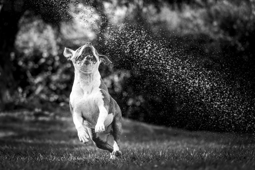 Fetching Inspiration: Photo Ideas for Dogs to Capture Their Pawsome Moments